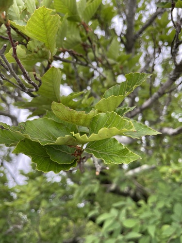 Fagus japonica iNat (3)