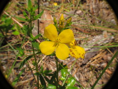 Rhexia lutea