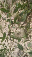 Porophyllum ruderale