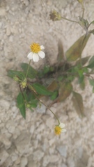 Bidens pilosa