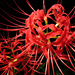 Lycoris radiata - Photo (c) Y.K.Tarabagani,  זכויות יוצרים חלקיות (CC BY-SA)