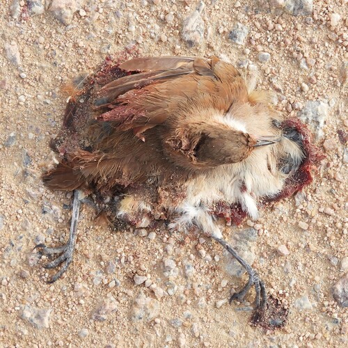 Rufous Hornero