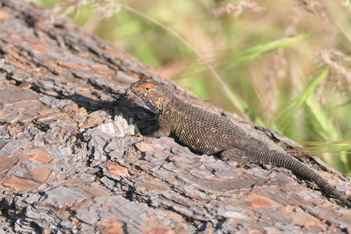 iNaturalist observation photo of Western Fence Lizard