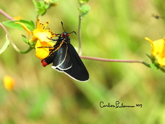 Mysoria affinis