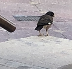 Acridotheres tristis