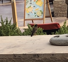 Acridotheres tristis