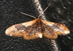 Idaea occidentaria