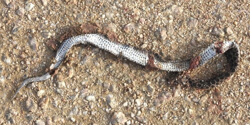 Ocellated Pampas Snake