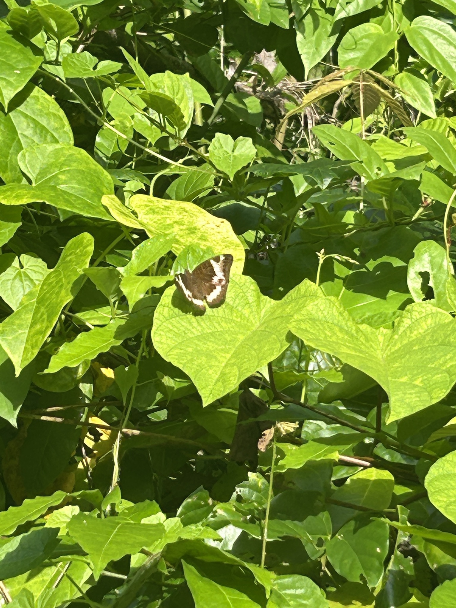 Common Baron