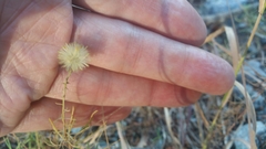 Erigeron reductus angustatus