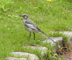 Motacilla alba