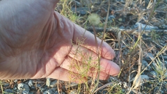 Erigeron reductus angustatus