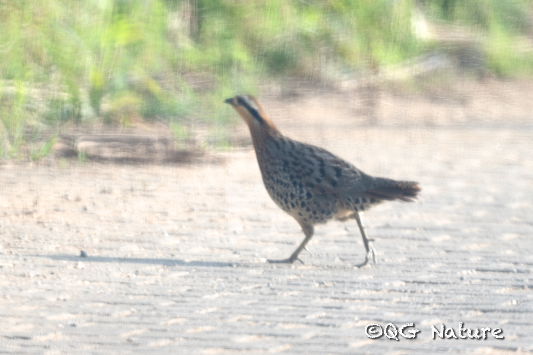 Mountain Bamboo Partridge