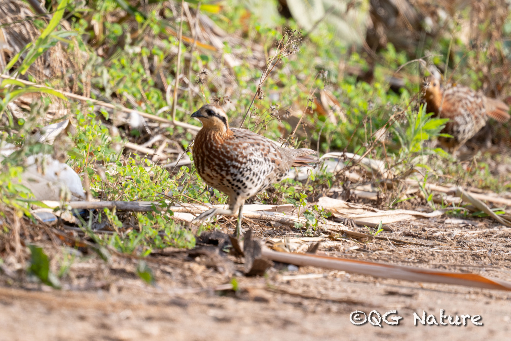 Mountain Bamboo Partridge