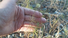 Erigeron reductus angustatus