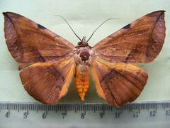 Hypopyra capensis