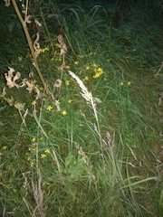 Calamagrostis epigejos