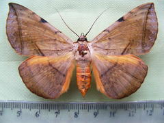 Hypopyra capensis
