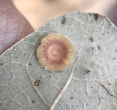 Andricus pattersonae