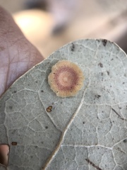 Andricus pattersonae