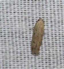 Numata bipunctella