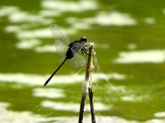 Erythemis plebeja
