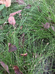 Eleocharis microcarpa