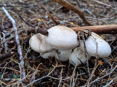 Cortinarius alboglobosus