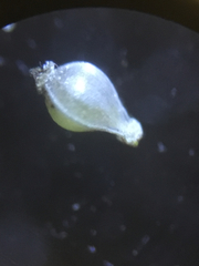 Eleocharis microcarpa