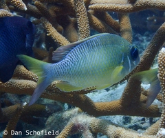 Scolopsis margaritifera