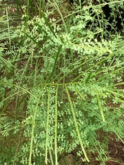 Carmichaelia australis