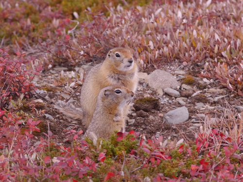 Arctic Ground Squirrel