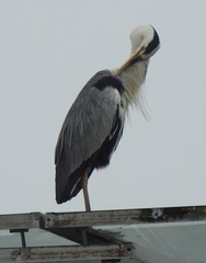 Ardea cinerea