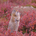 Arctic Ground Squirrel - Photo (c) Matt Muir, some rights reserved (CC BY-SA), uploaded by Matt Muir