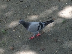 Columba livia