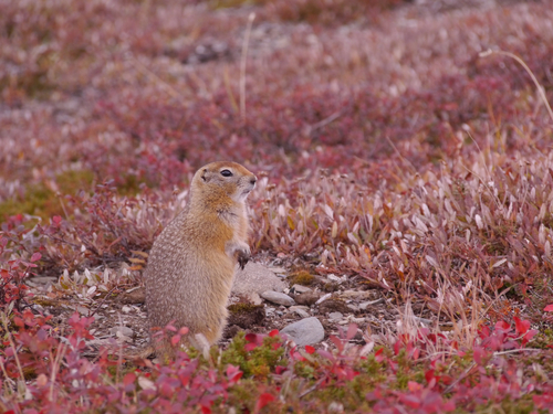 Arctic Ground Squirrel photographed in Alaska