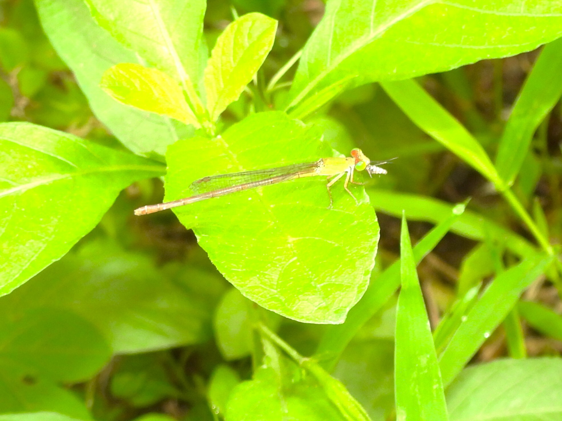 Coromandel Marsh Dart