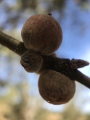 Disholcaspis simulata