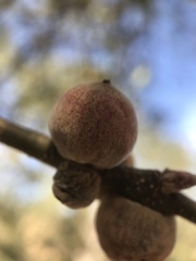 Disholcaspis simulata