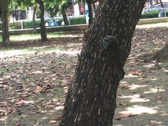 Callosciurus erythraeus