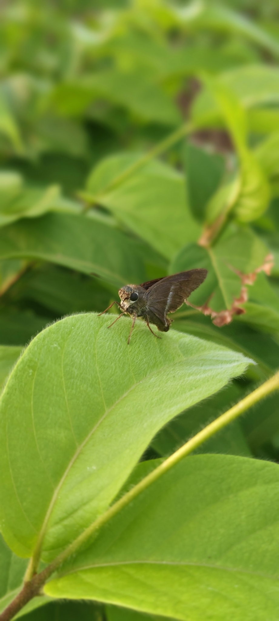 Common Banded Awl