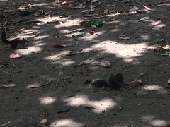 Callosciurus erythraeus