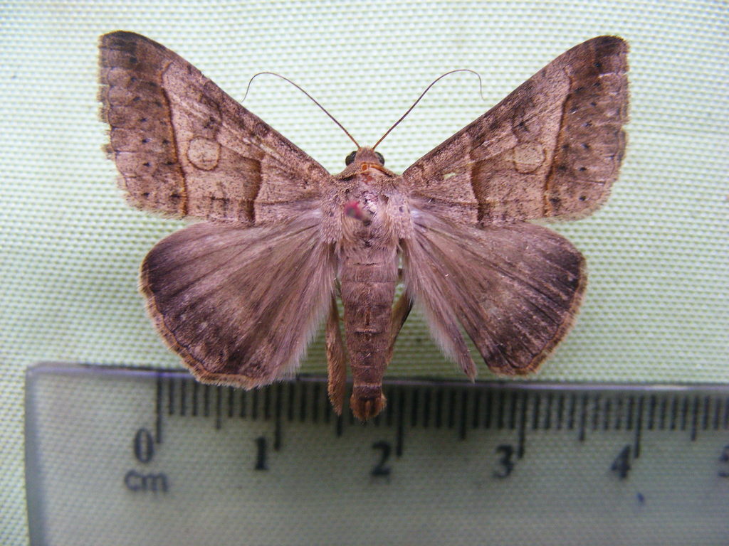 Mocis repanda