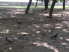 Columba livia