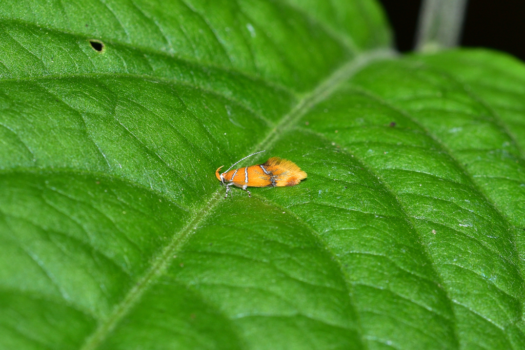Promalactis trilineata