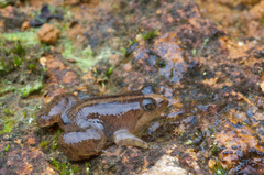 Lankanectes corrugatus