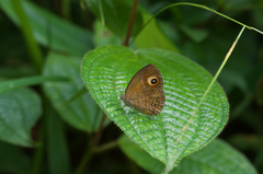 Mycalesis patnia