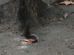 Callosciurus erythraeus