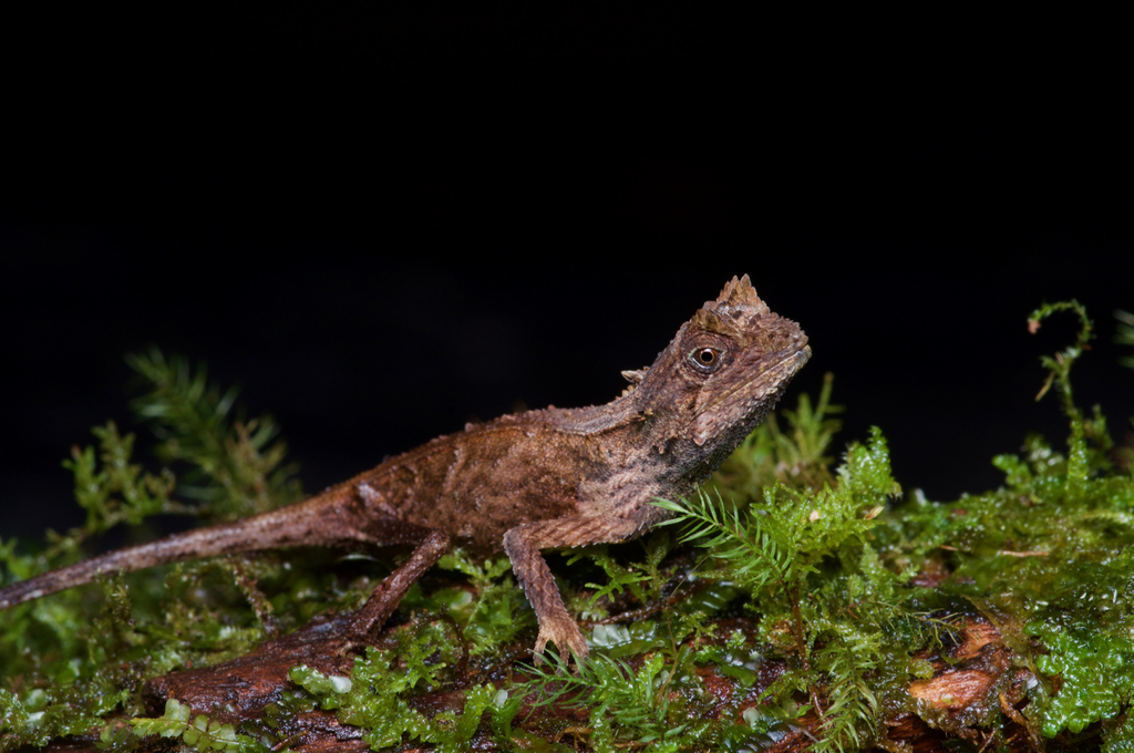 Karu's Horned Lizard