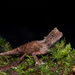 Karu's Horned Lizard - Photo (c) John Sullivan, some rights reserved (CC BY-NC), uploaded by John Sullivan